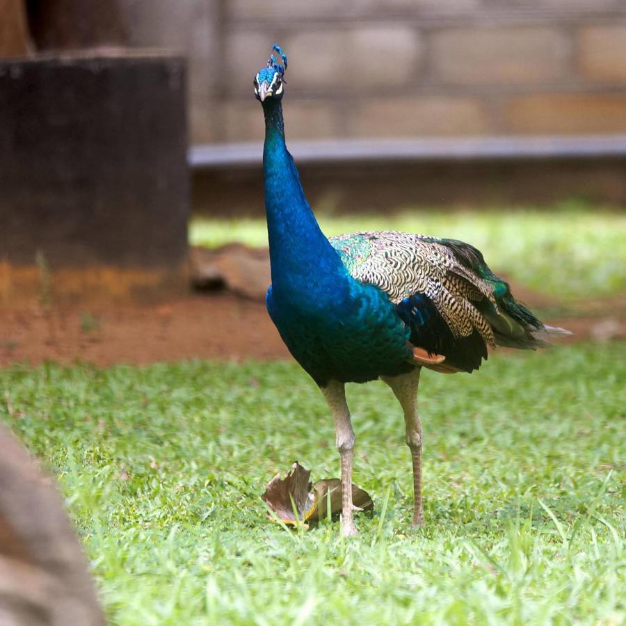 The Mastodon Valley Safari Resort Udawalawe Luaran gambar
