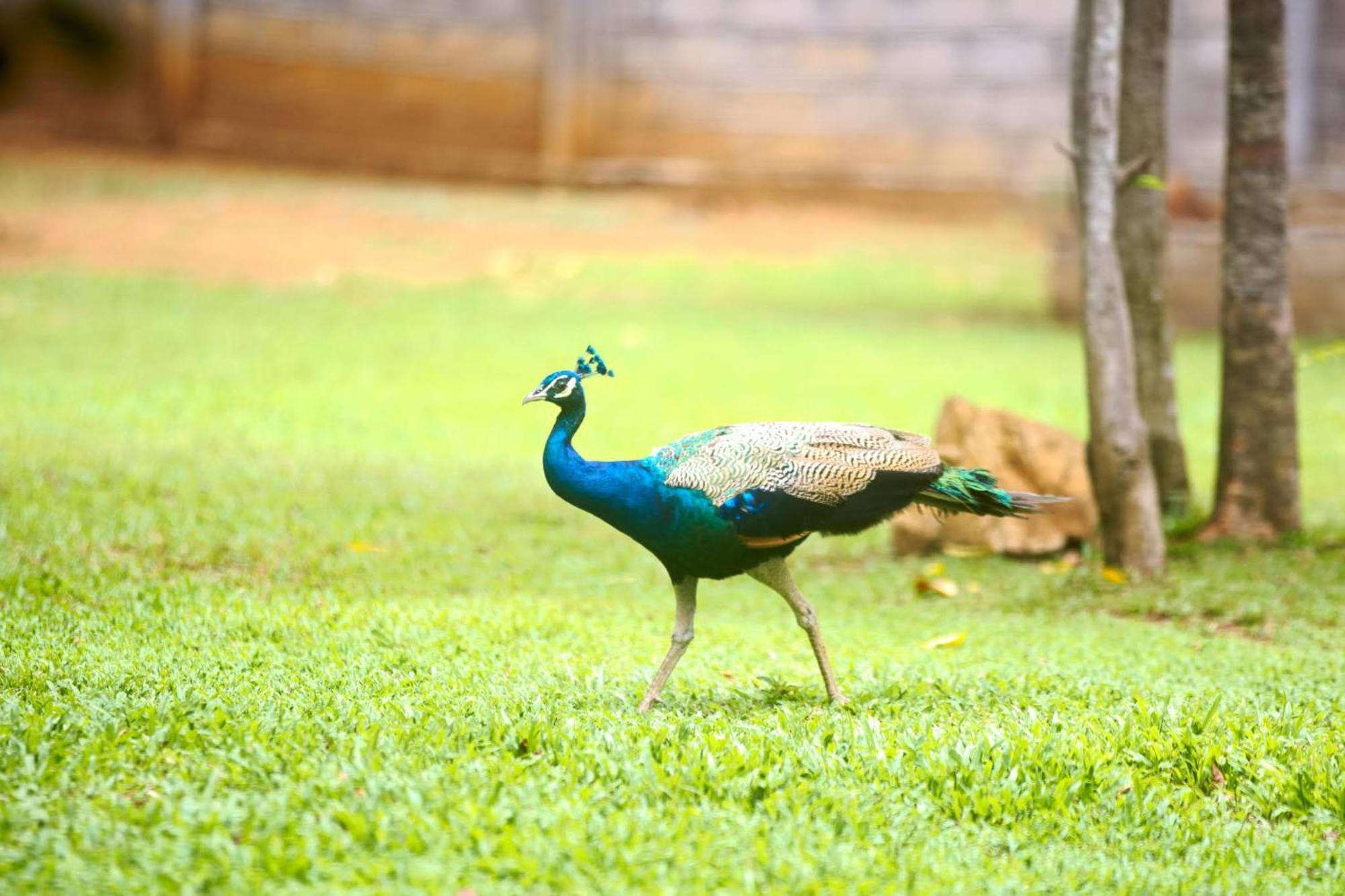 The Mastodon Valley Safari Resort Udawalawe Luaran gambar