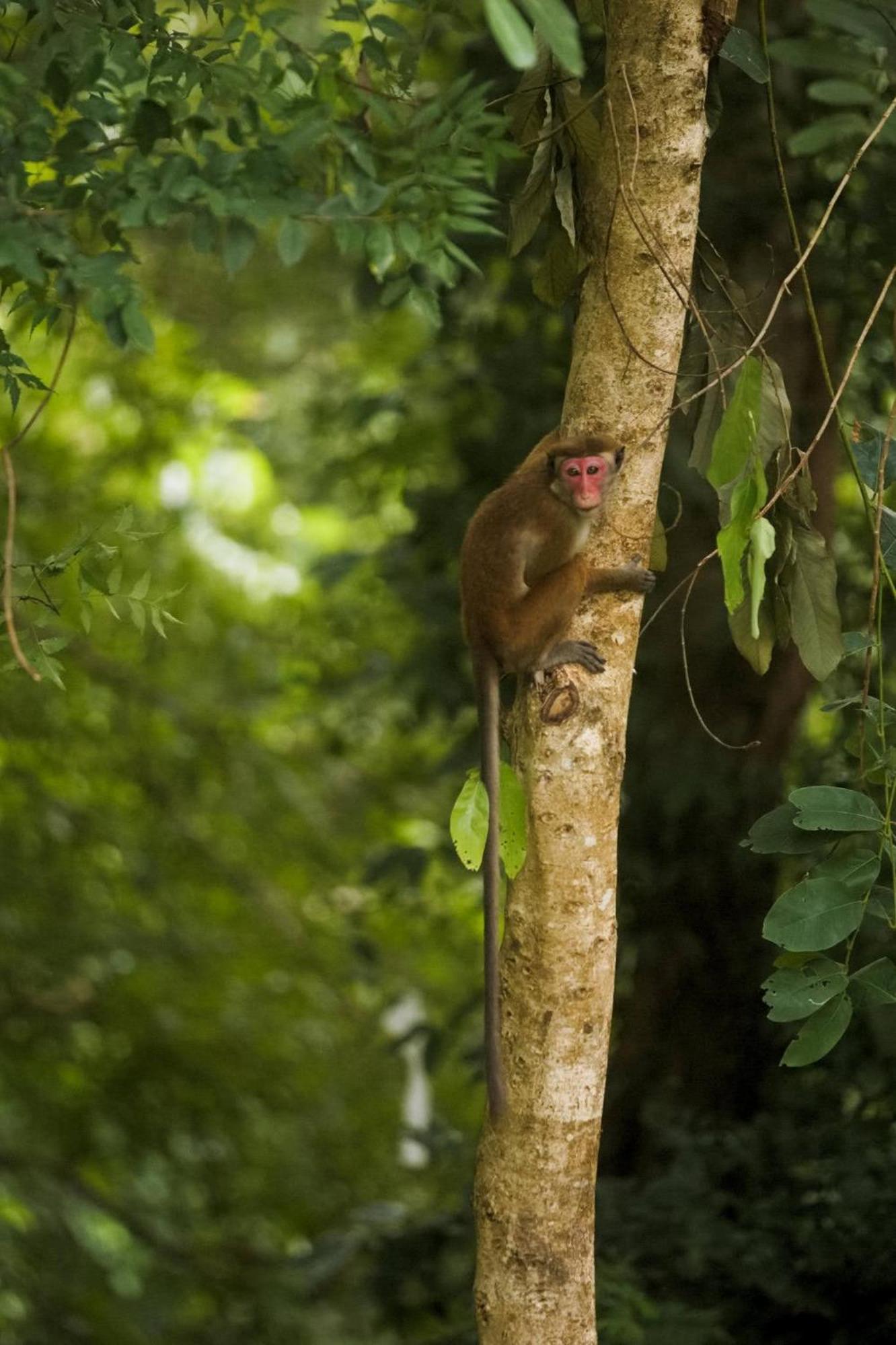 The Mastodon Valley Safari Resort Udawalawe Luaran gambar