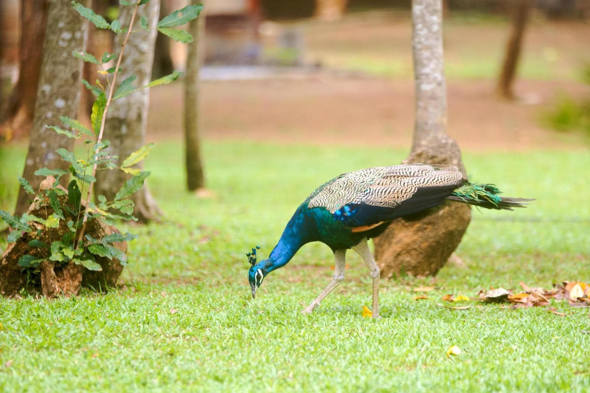 The Mastodon Valley Safari Resort Udawalawe Luaran gambar